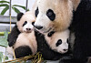 Everland pandas [EVERLAND]