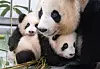 Everland pandas [EVERLAND]