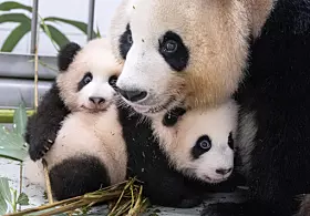 Everland pandas [EVERLAND]