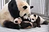 Everland pandas [EVERLAND]