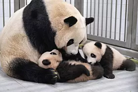 Everland pandas [EVERLAND]