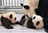 Everland pandas [EVERLAND]
