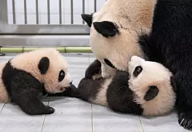 Everland pandas [EVERLAND]