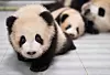 Everland pandas [EVERLAND]