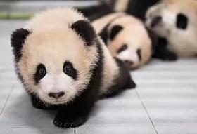 Everland pandas [EVERLAND]