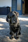 Test alt text mister