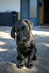 Test alt text